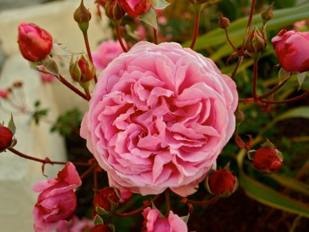 Tea Rose, My House, 4/19/2012