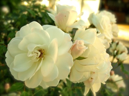 Climbing Rose from my yard, 4/19/2012