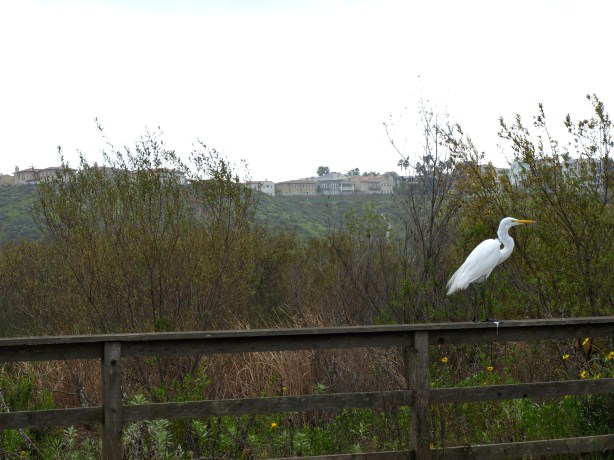 Heron, Ballona Wetlands, 2011