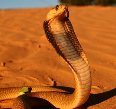 King-Cobra-With-Head-Raised