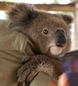 Koala Bear: Bree, 7 months old. Hunter Valley Zoo, 2012.