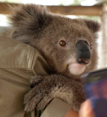 Koala Bear: Bree, 7 months old. Hunter Valley Zoo, 2012.