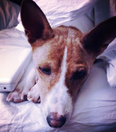 My beautiful boy Basenji, Red. ©LIfeLoveandYoga.com